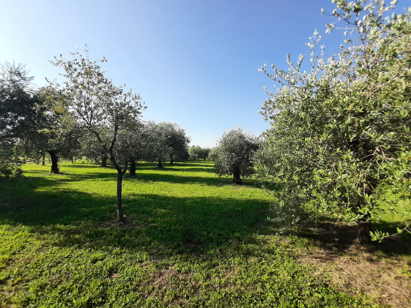 immagine annuncio 6 di 10