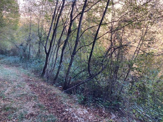 immagine annuncio 4 di 6