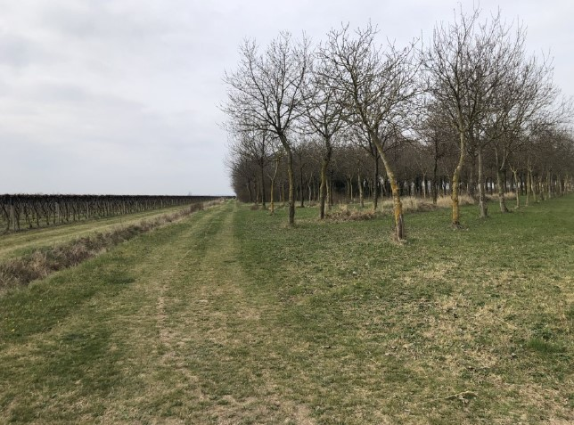 immagine annuncio 2 di 9