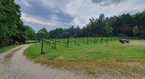 immagine annuncio 8 di 10