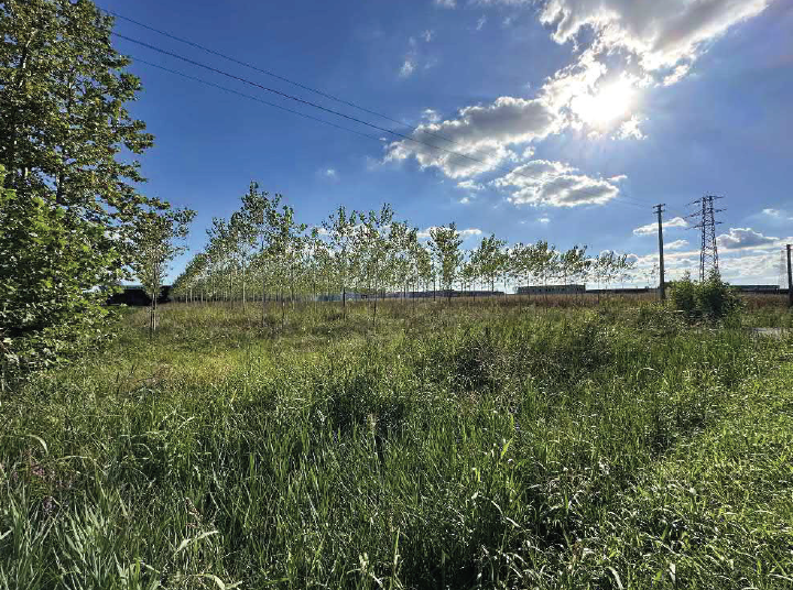 immagine annuncio 5 di 6