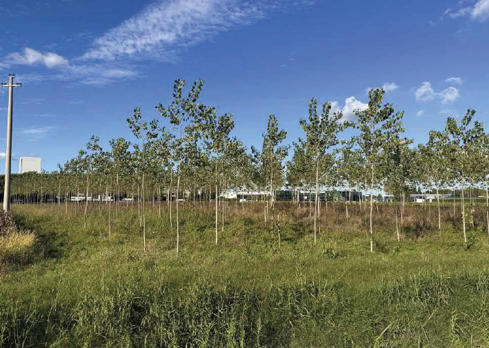 immagine annuncio 2 di 6