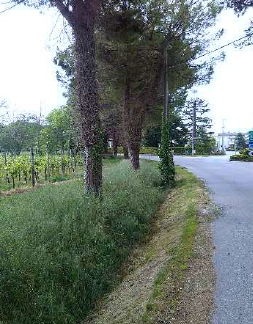 immagine annuncio 2 di 4