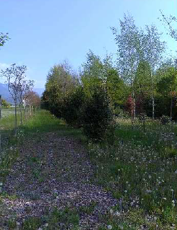 immagine annuncio 2 di 6