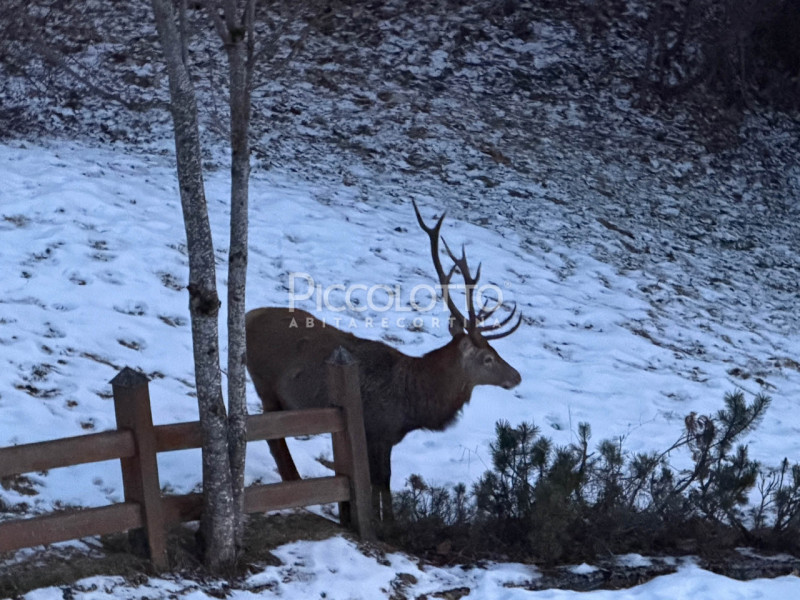 immagine annuncio 2 di 7