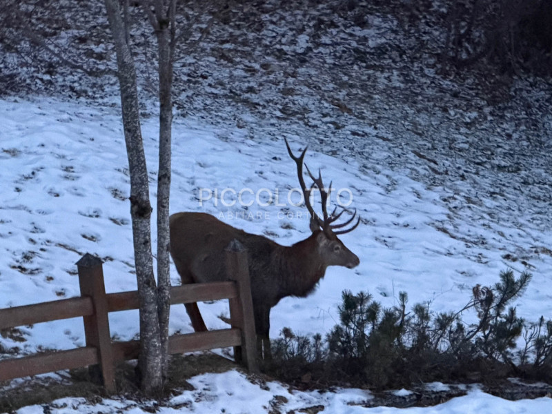 immagine annuncio 6 di 7