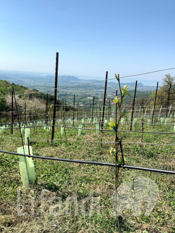 immagine annuncio 9 di 10