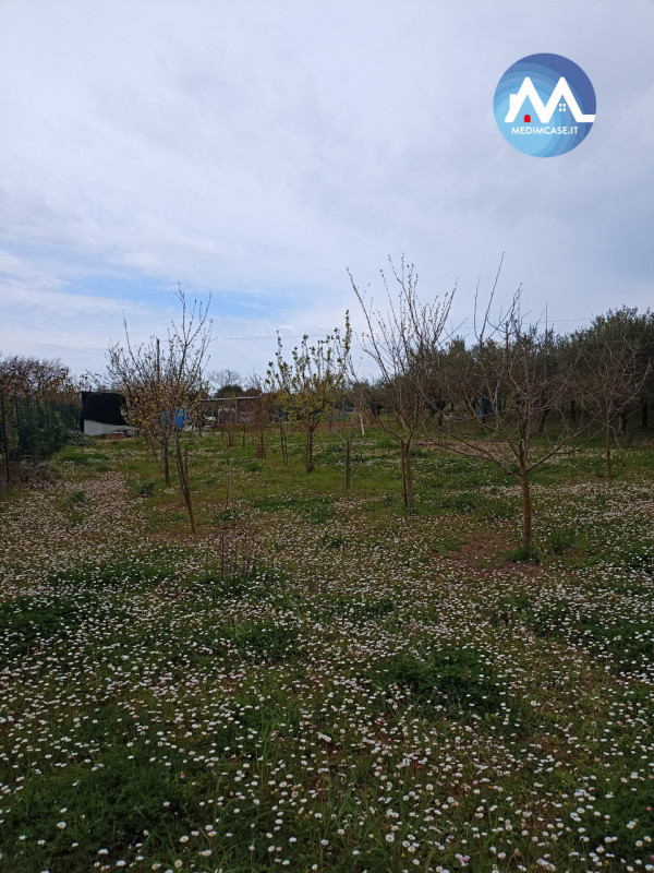 immagine annuncio 3 di 7