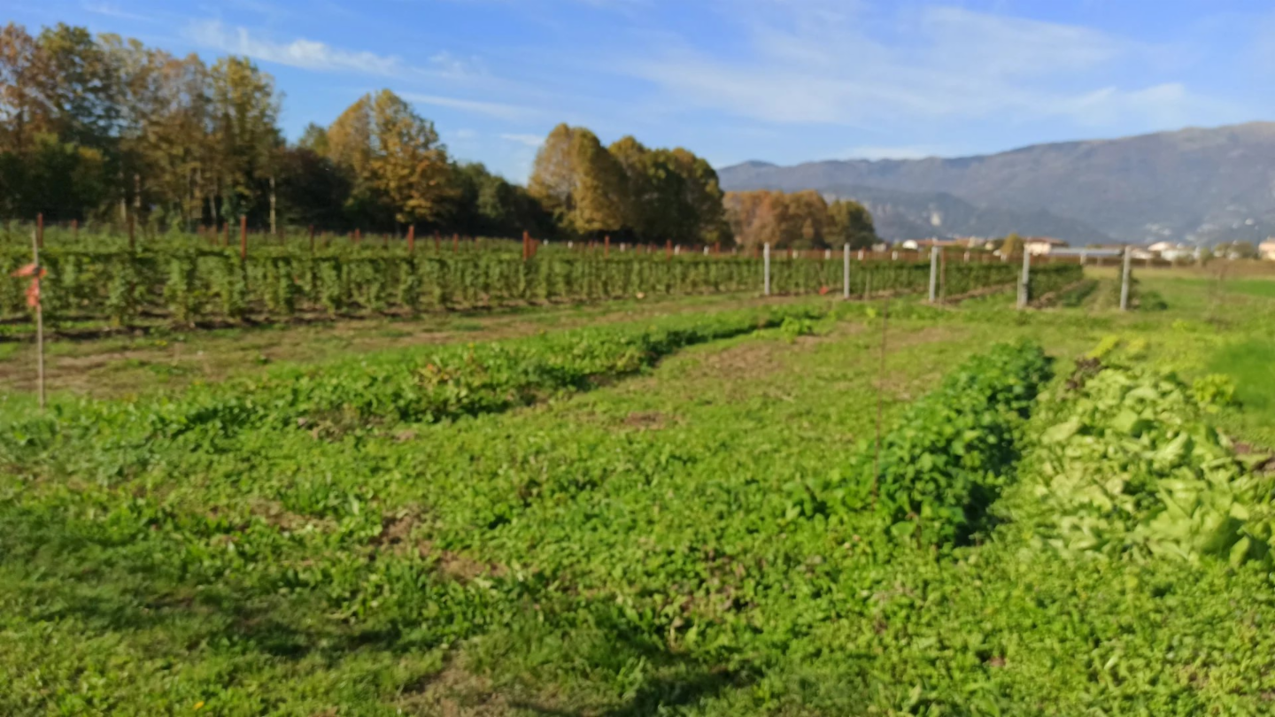 immagine annuncio 2 di 10