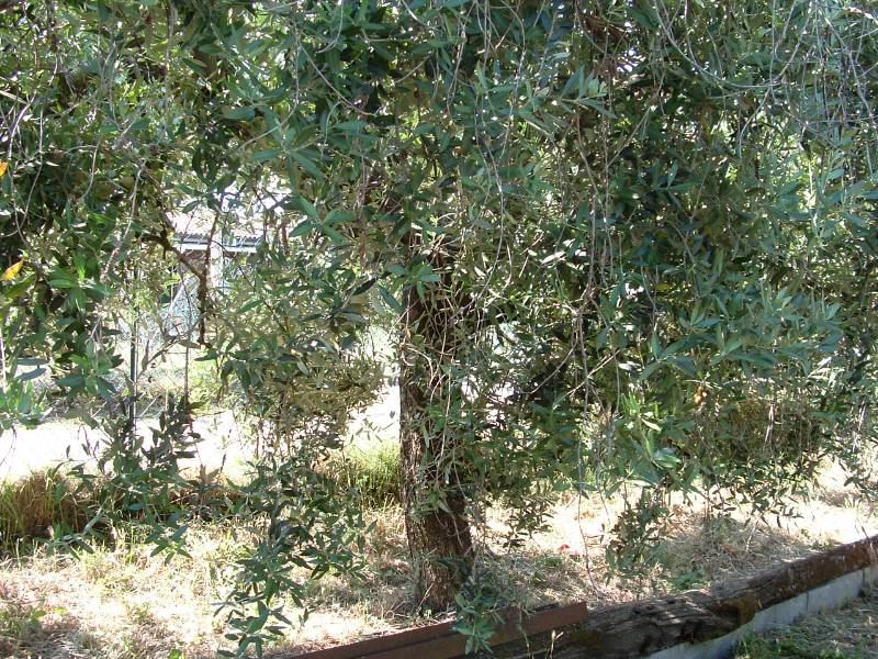 immagine annuncio 2 di 6