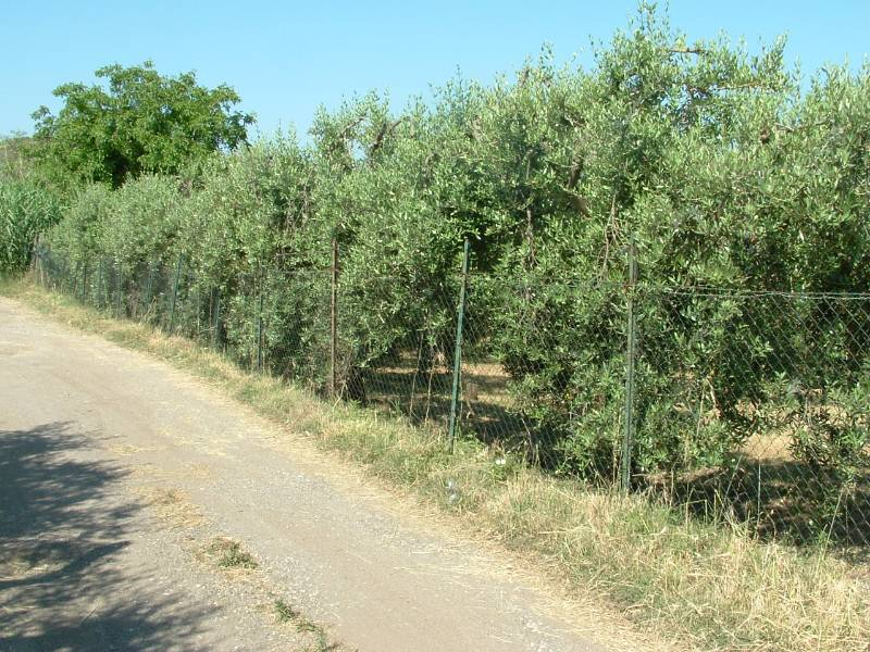 immagine annuncio 4 di 6