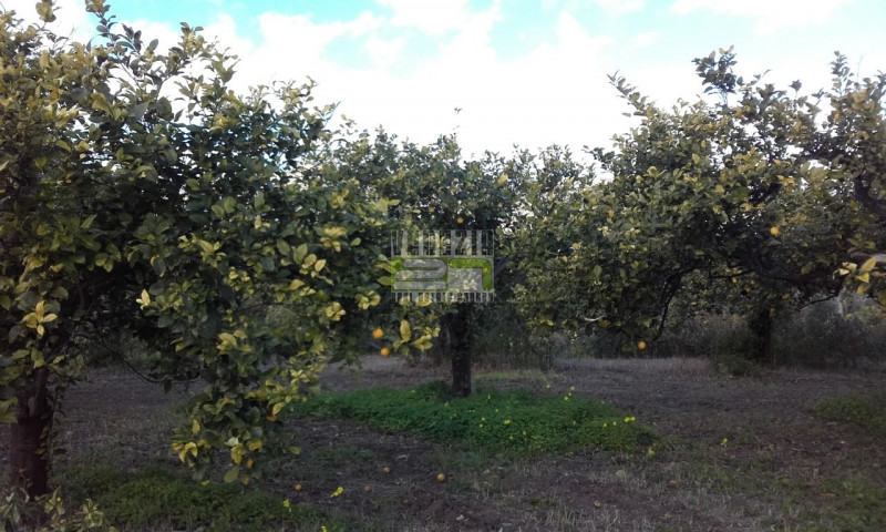 immagine annuncio 3 di 7