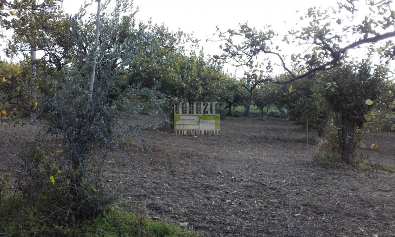 immagine annuncio 4 di 7