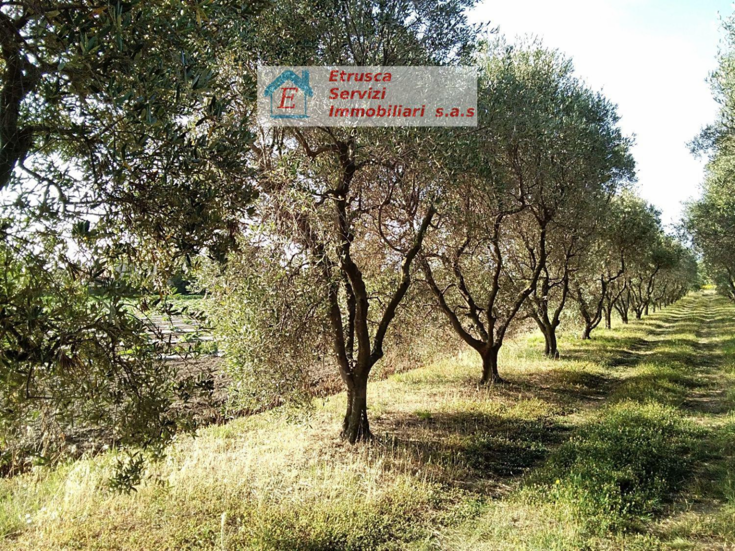 immagine annuncio 2 di 9