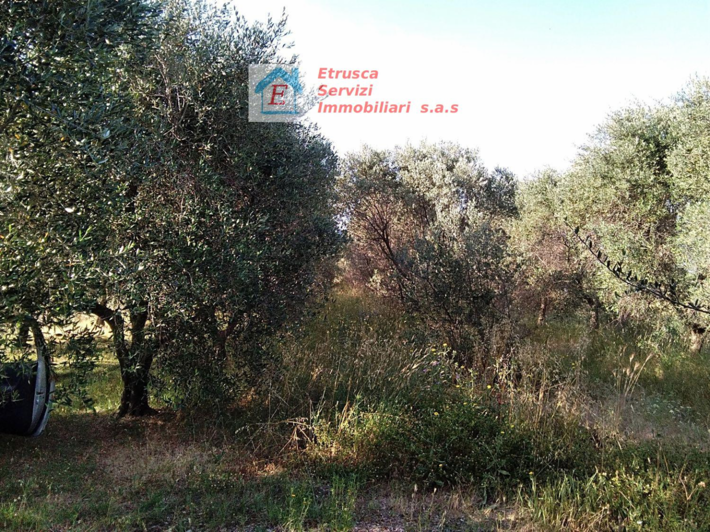 immagine annuncio 6 di 9