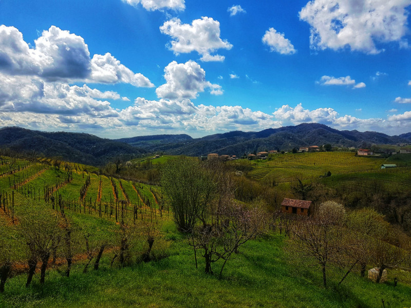 immagine annuncio 2 di 10