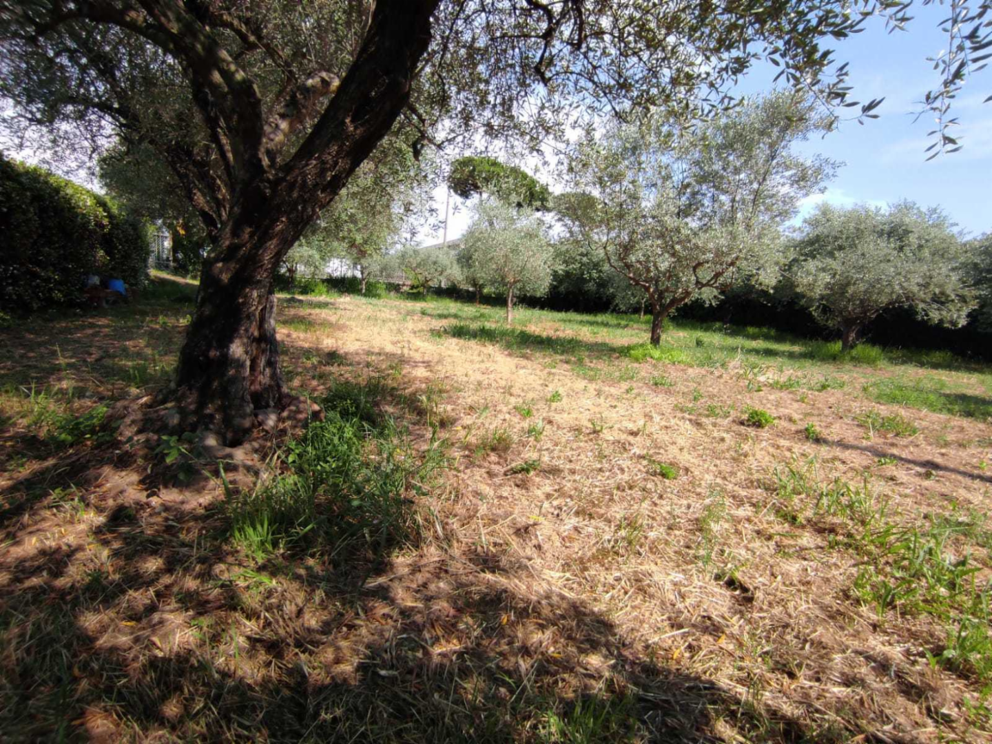 immagine annuncio 3 di 7