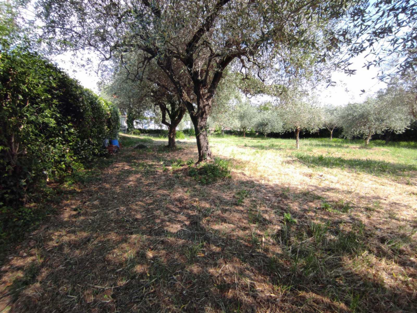 immagine annuncio 2 di 7