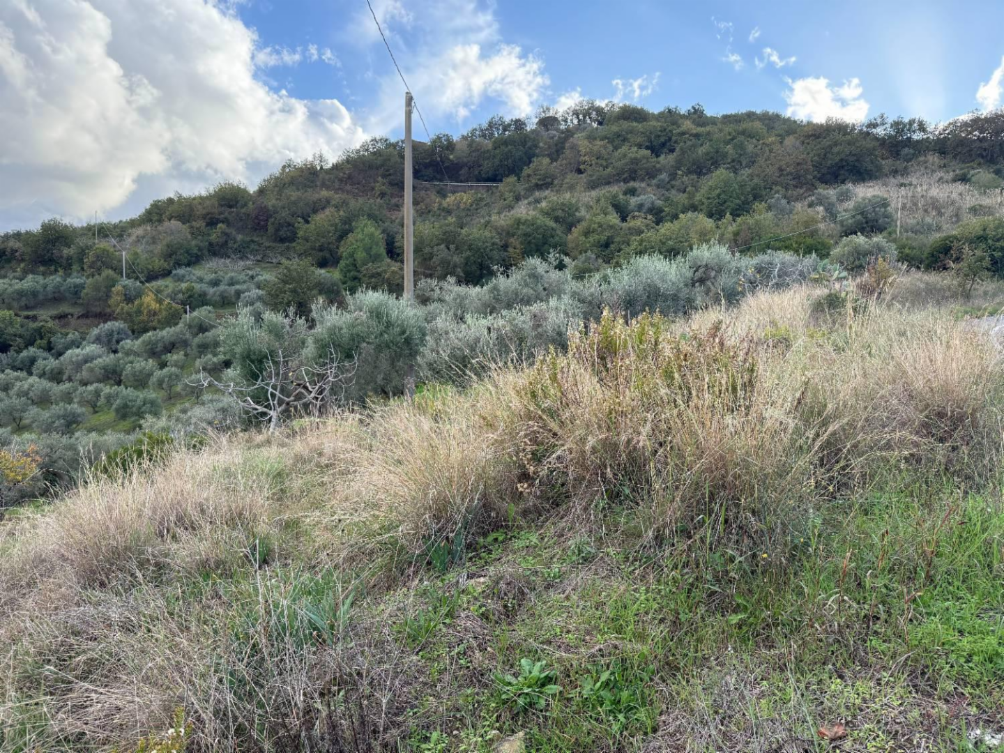 immagine annuncio 3 di 7