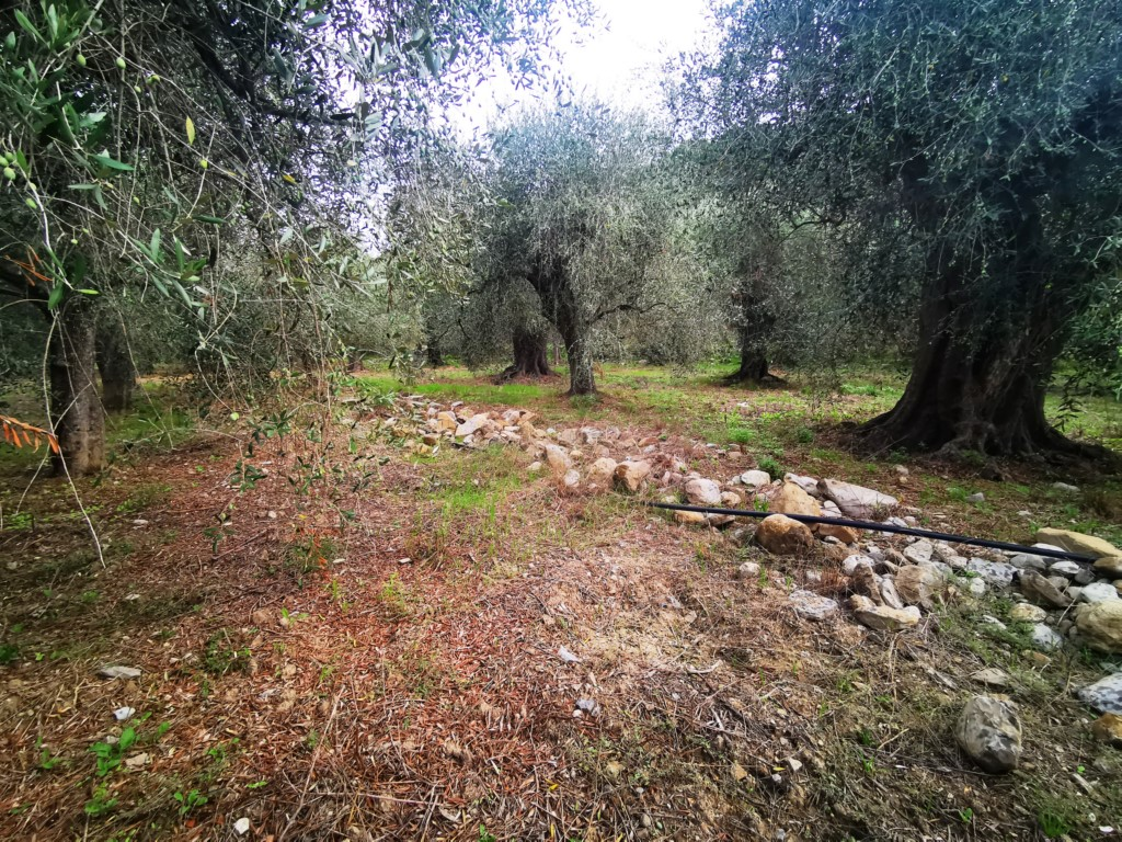 immagine annuncio 2 di 4