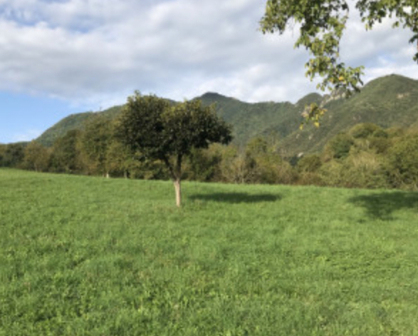 immagine annuncio 5 di 7