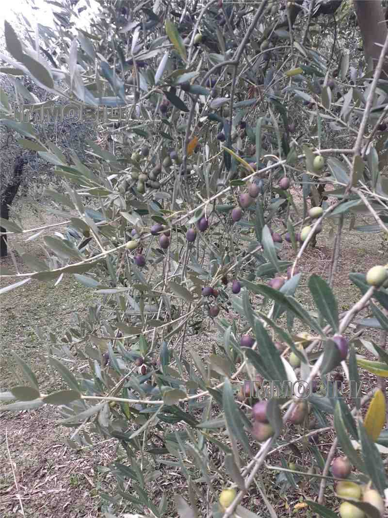 immagine annuncio 2 di 6