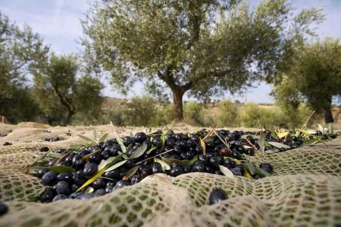terreno agricolo in vendita a Sarteano in zona Castiglioncello del Trinoro