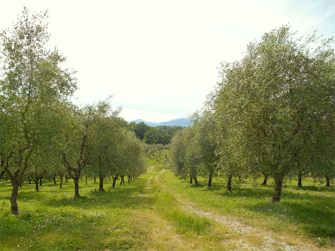 immagine annuncio 1 di 6