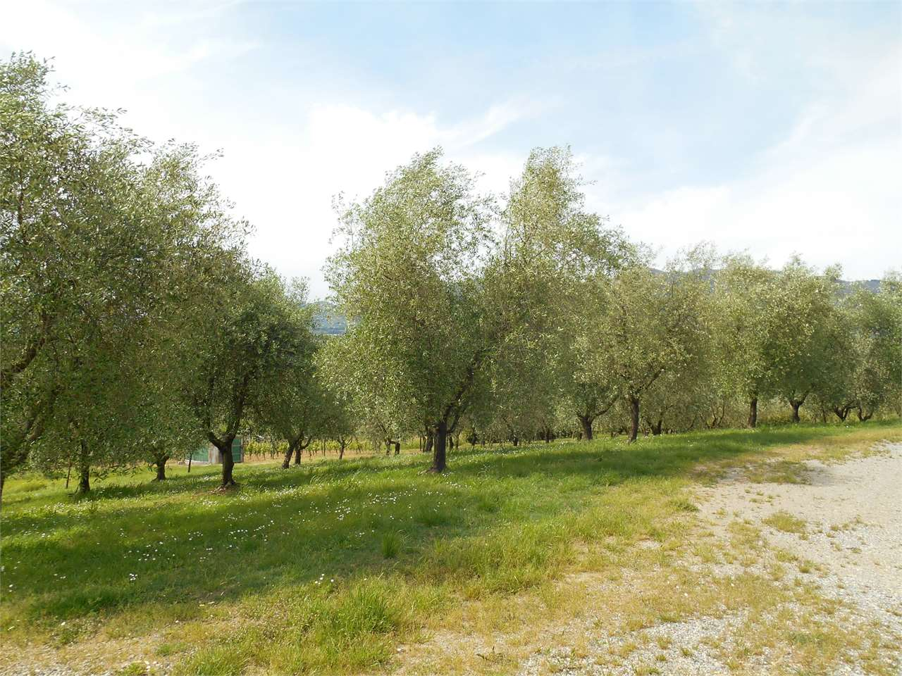 immagine annuncio 5 di 6