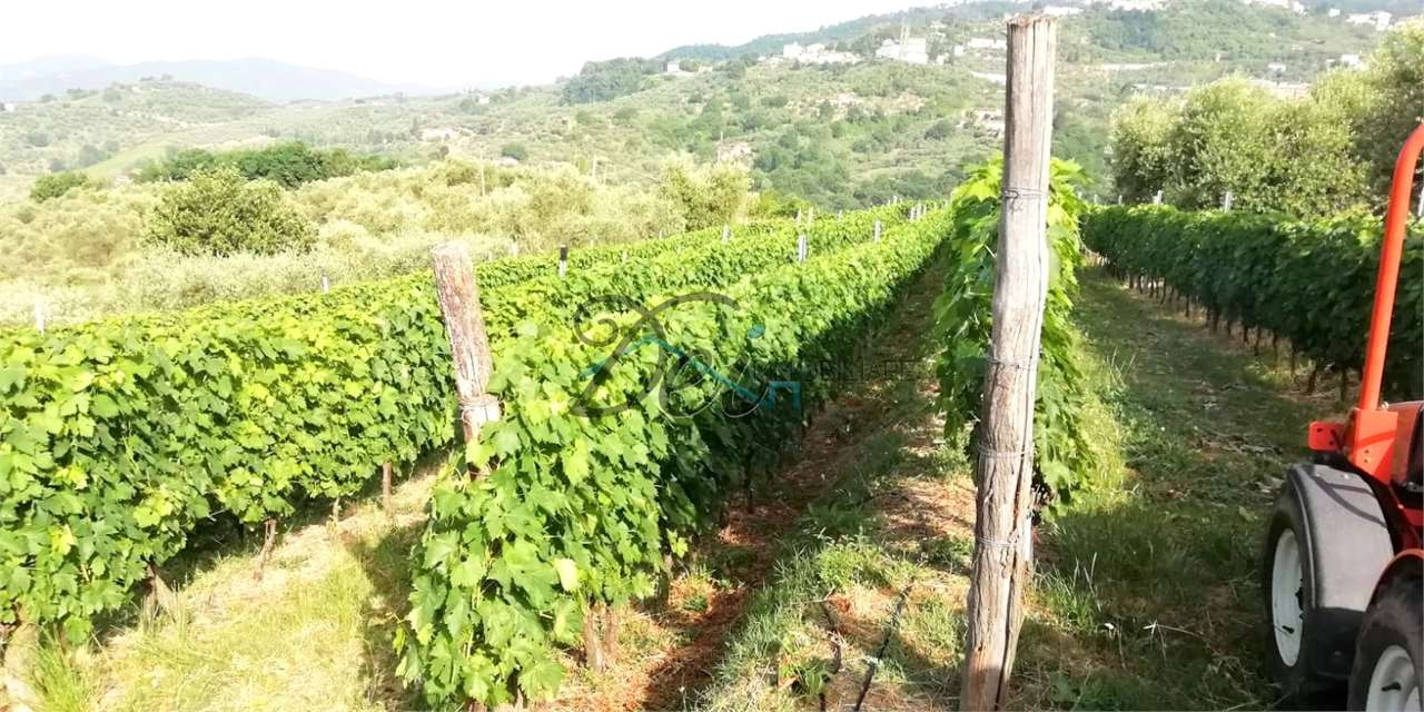 immagine annuncio 4 di 7