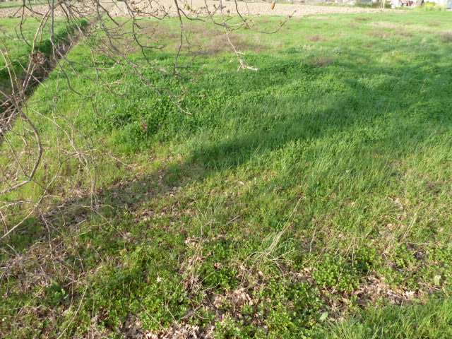 immagine annuncio 4 di 6