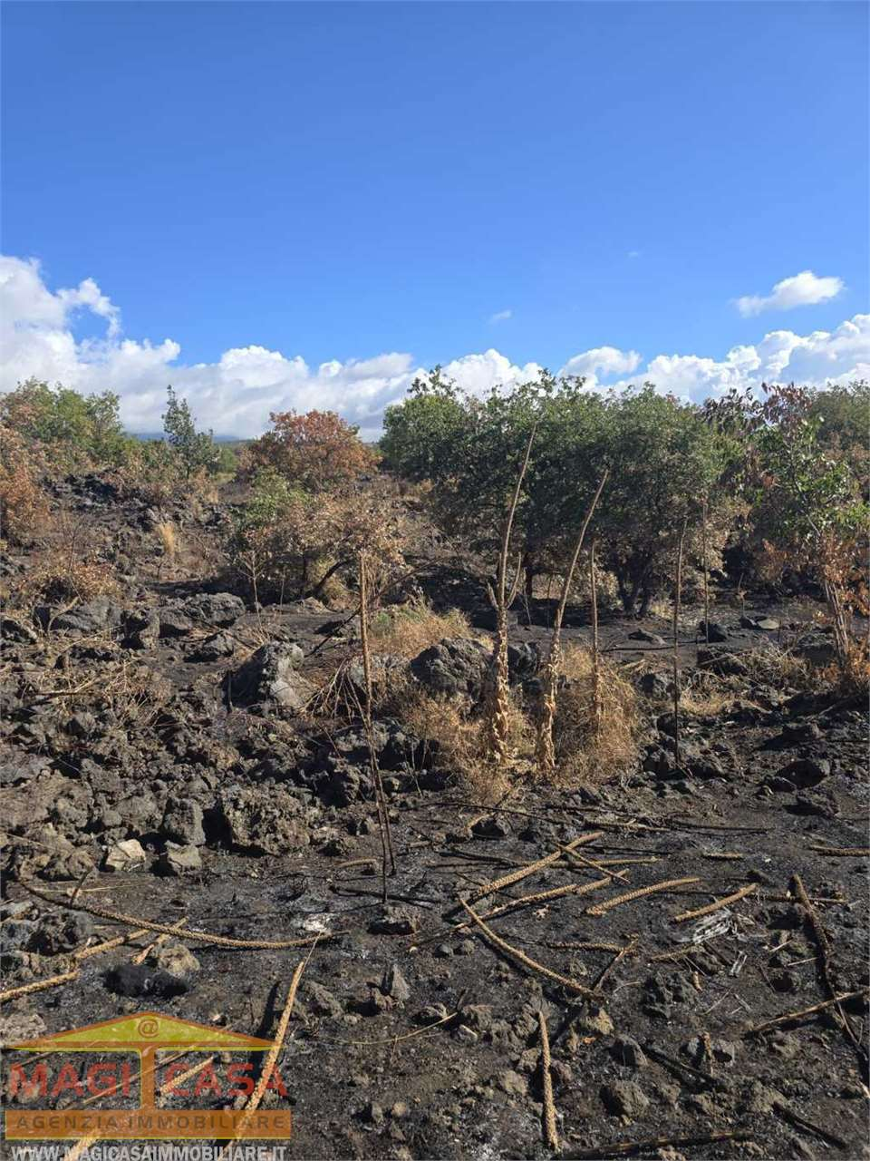 immagine annuncio 4 di 6