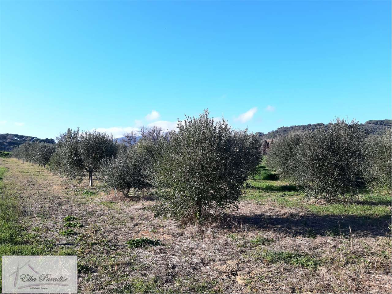 immagine annuncio 2 di 7