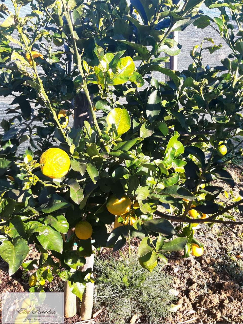 immagine annuncio 3 di 10