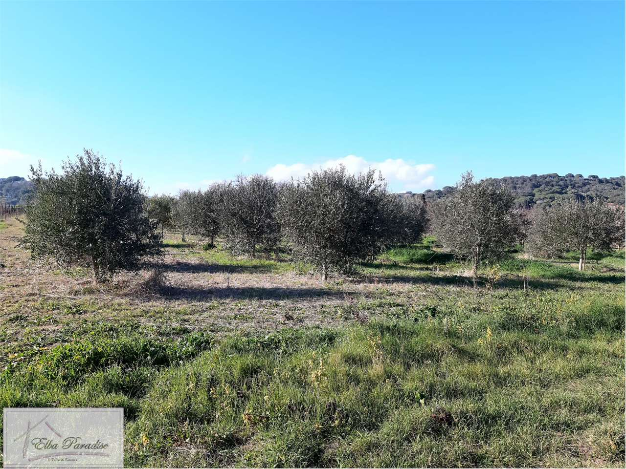 immagine annuncio 1 di 7