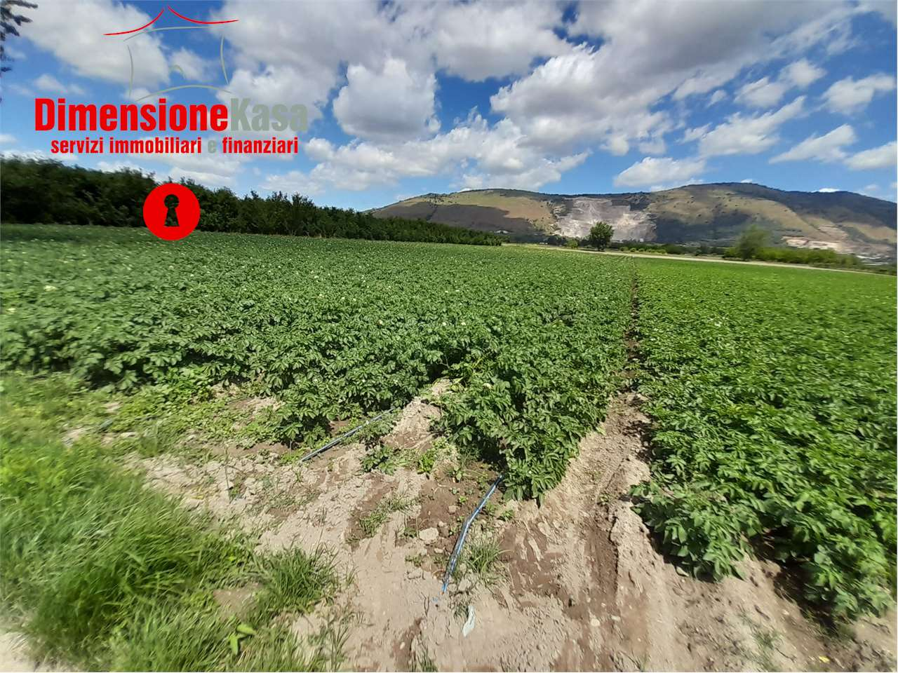 immagine annuncio 3 di 6