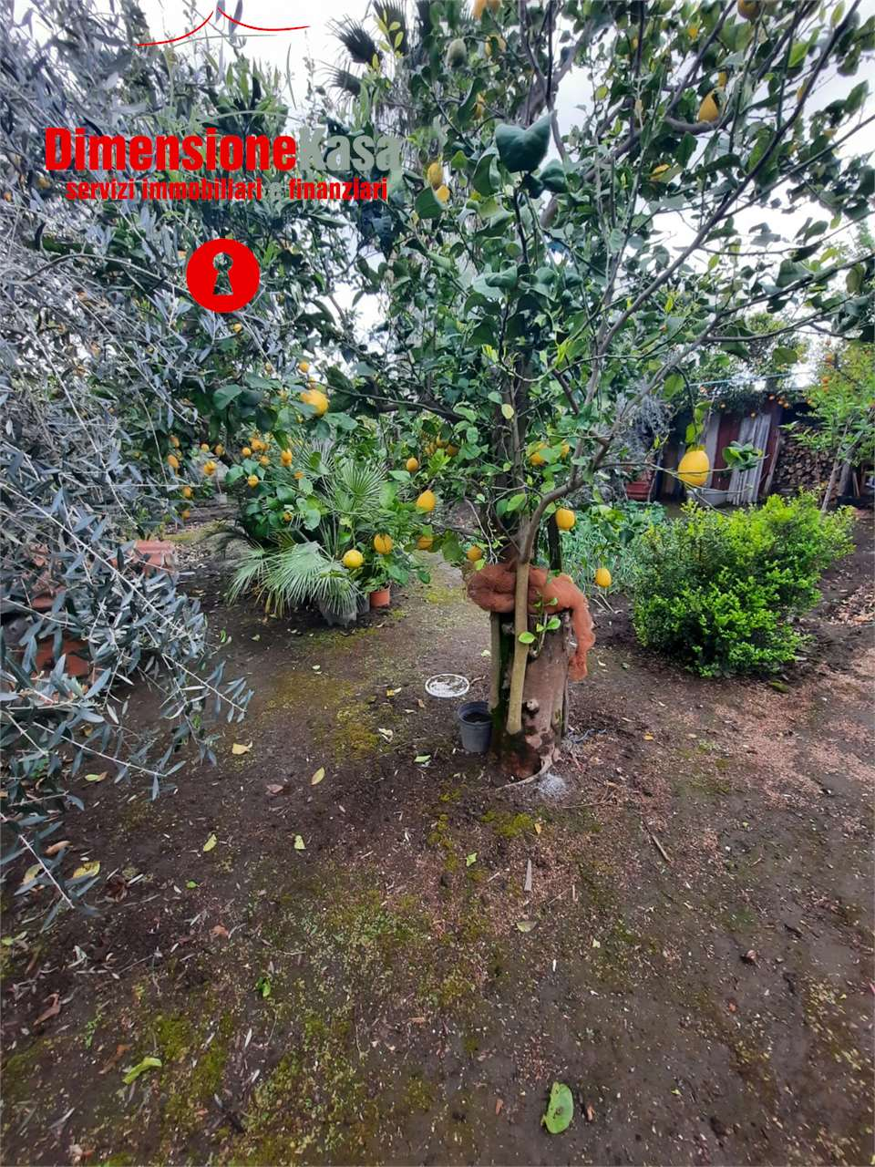 immagine annuncio 3 di 7