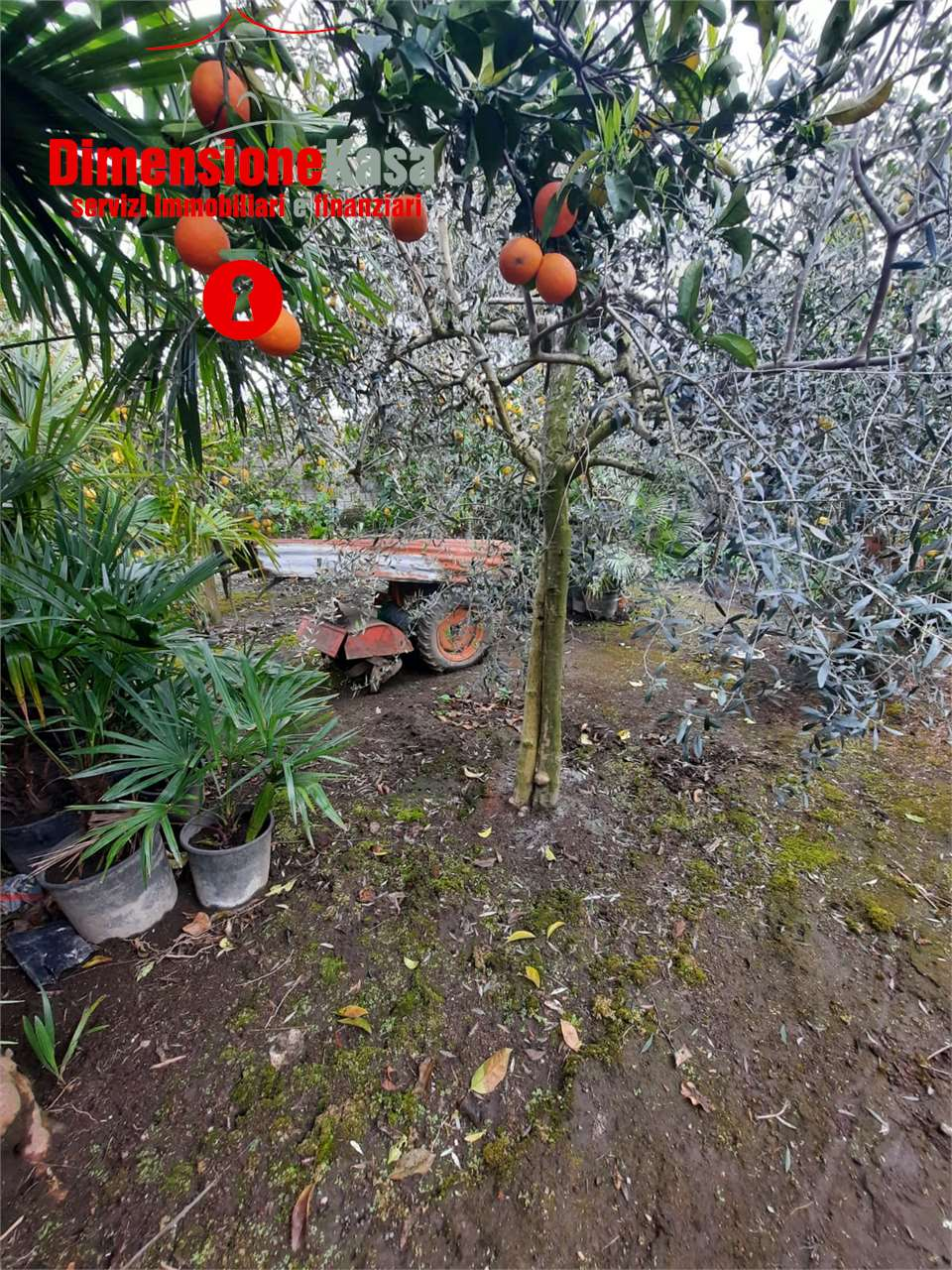 immagine annuncio 6 di 7