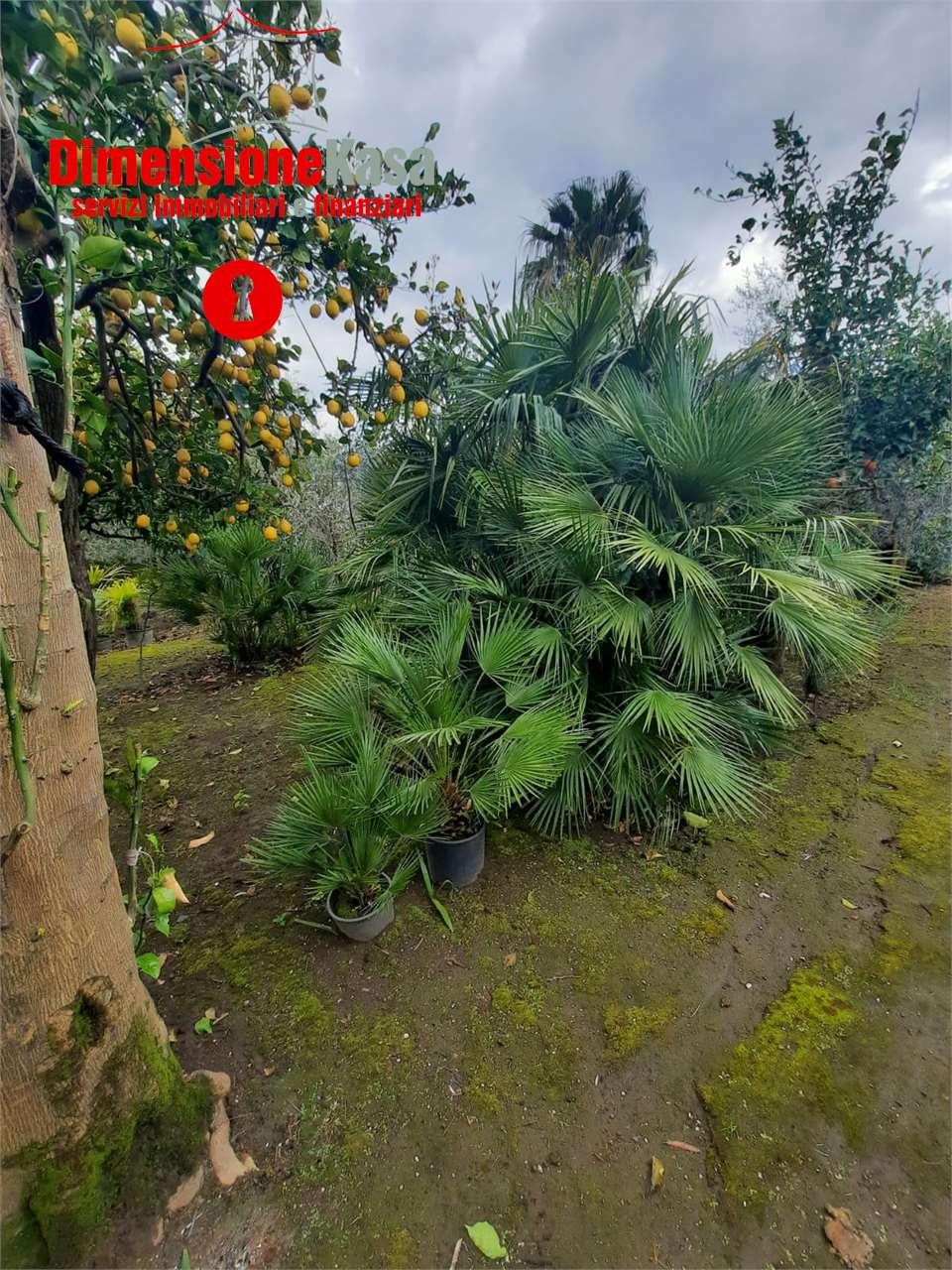 immagine annuncio 4 di 7