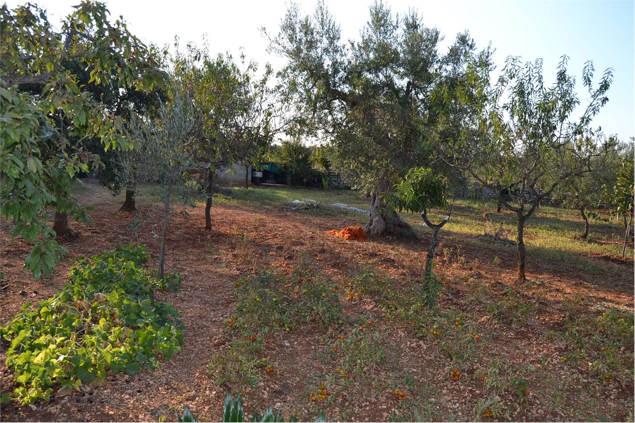 immagine annuncio 6 di 7