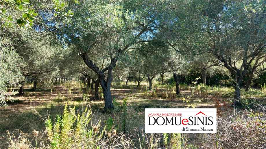 immagine annuncio 3 di 6