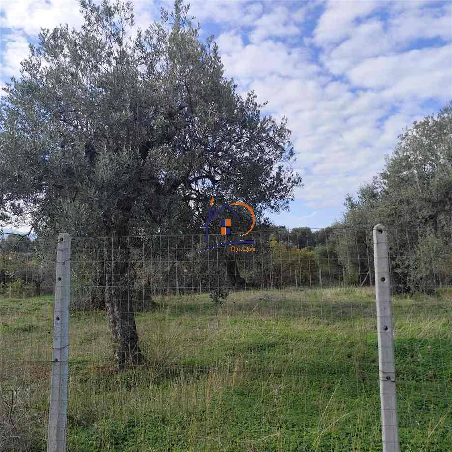 immagine annuncio 2 di 7