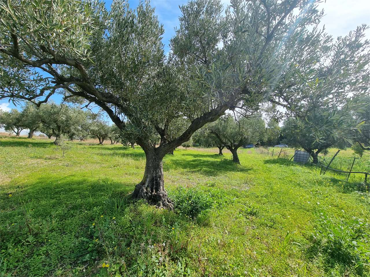immagine annuncio 7 di 8