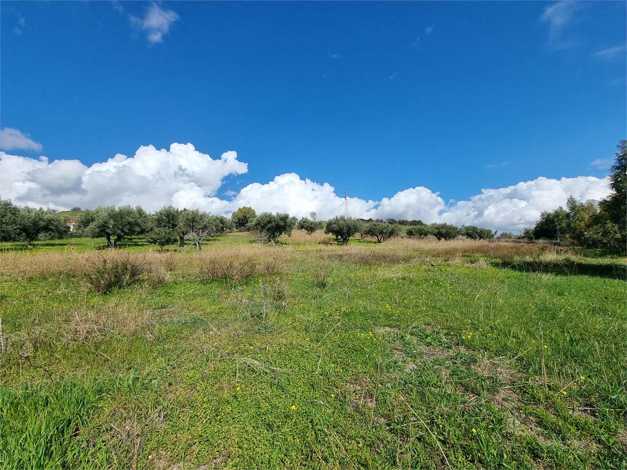 immagine annuncio 3 di 8