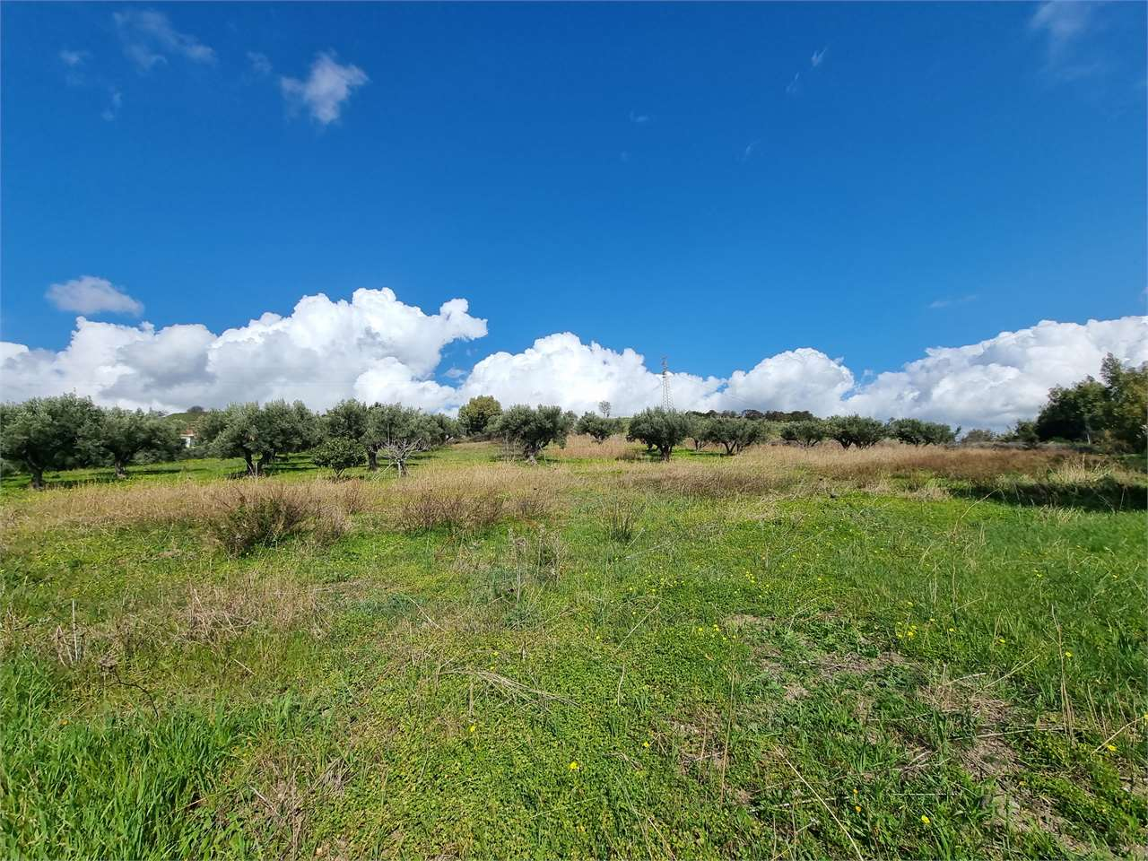 immagine annuncio 4 di 8