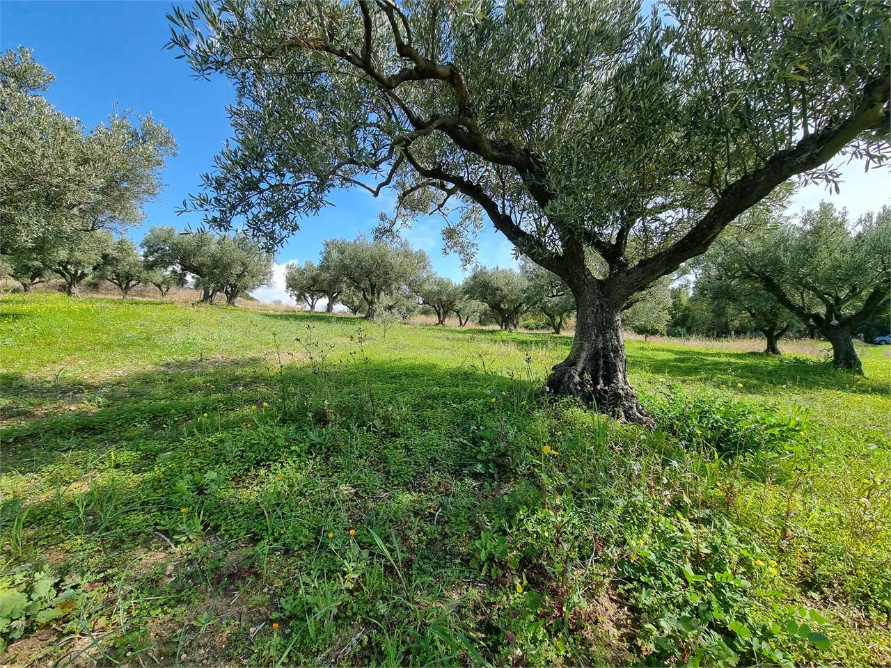 immagine annuncio 7 di 8