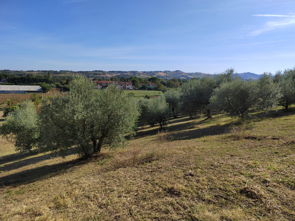 immagine annuncio 3 di 6