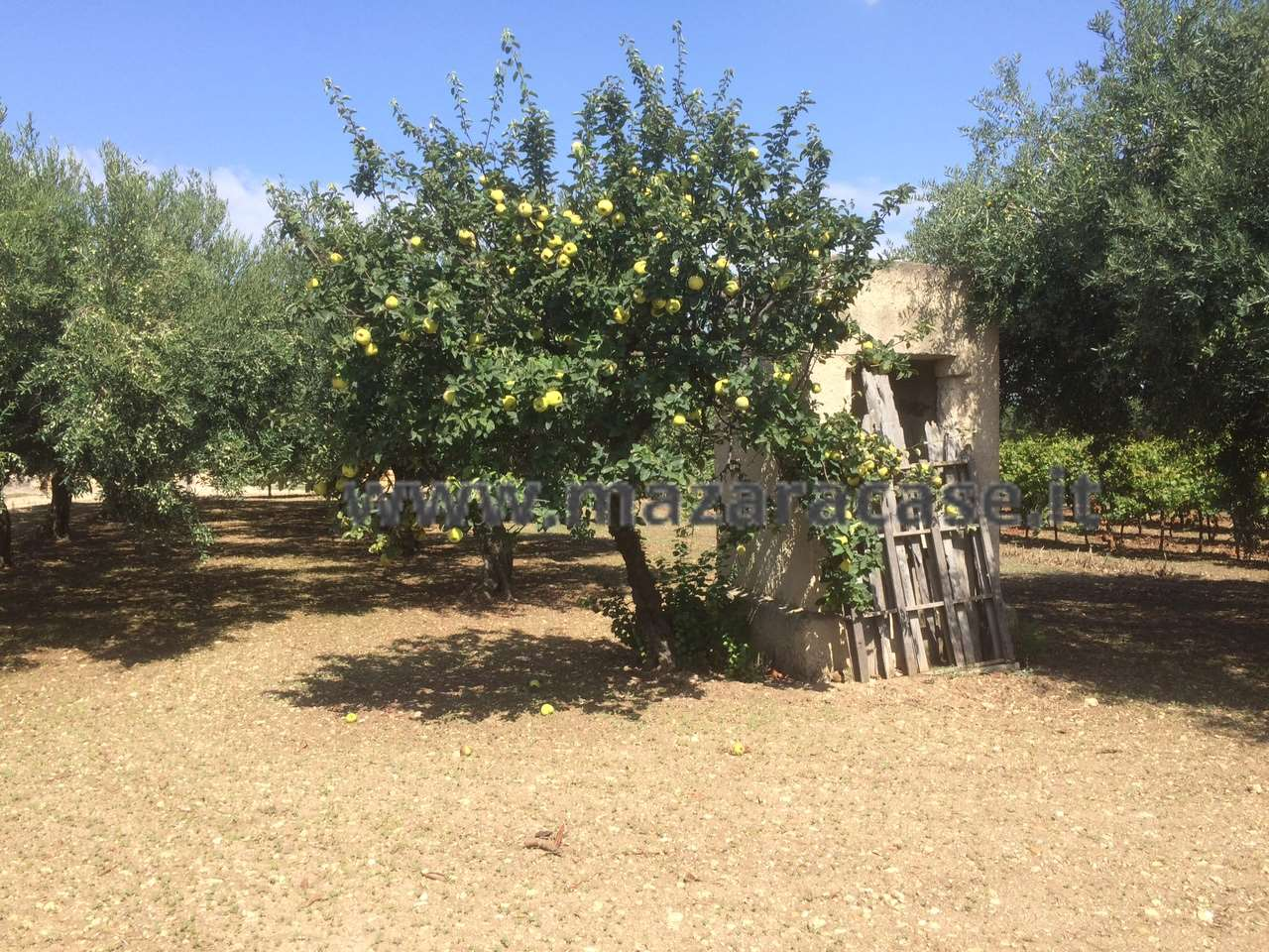 immagine annuncio 7 di 9