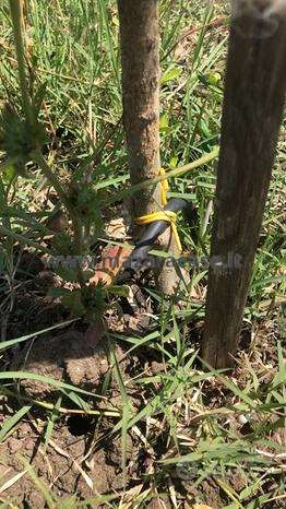 immagine annuncio 4 di 6