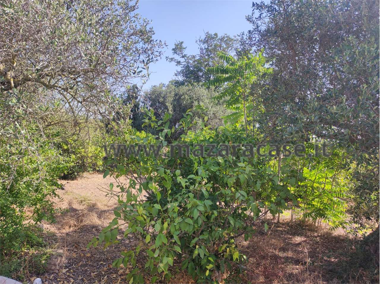 immagine annuncio 1 di 2